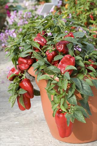 Foto fiore da  Vaso Capsicum annuum Redskin