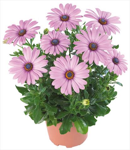 Foto fiore da  Vaso e aiola Osteospermum Margarita Nano® Dark Lilac