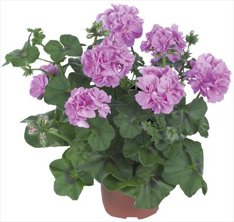 Foto fiore da  Balcone, vaso Pelargonium peltatum Dancing Idols® Lavender