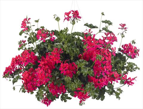 Foto fiore da  Vaso, balcone, basket Pelargonium peltatum Grand Idols® Neon Pink