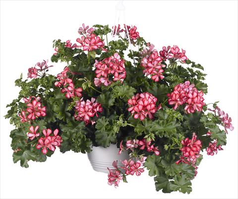 Foto fiore da  Vaso, balcone, basket Pelargonium peltatum Grand Idols® Red Bicolor