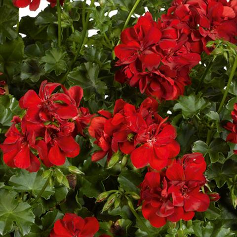 Foto fiore da  Vaso, balcone, basket Pelargonium peltatum pac® Ruby Rosso vivace