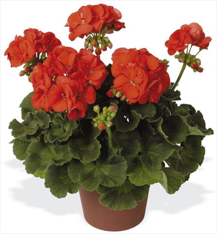 Foto fiore da  Balcone, vaso Pelargonium zonale pac® Schocking Orange