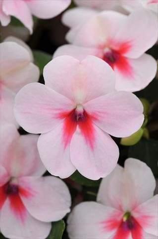 Foto fiore da  Vaso e aiola Impatiens walleriana Impreza™ Cherry Splash