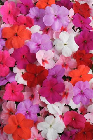 photo of flower to be used as: Pot and bedding Impatiens walleriana Impreza™ Formula Mixture