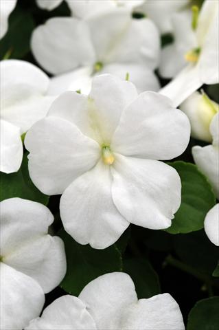 Foto fiore da  Vaso e aiola Impatiens walleriana Impreza™ White