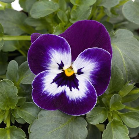 Foto fiore da  Vaso e aiola Viola cornuta Sorbet™ Purple Face XP