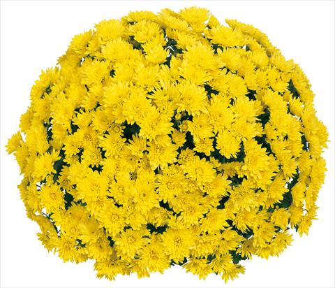 Foto fiore da  Vaso e aiola Chrysanthemum Souridor