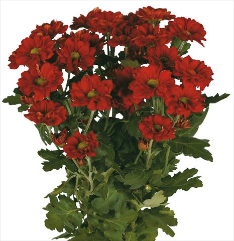 photo of flower to be used as: Cutflower Chrysanthemum Capri