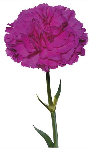 Foto fiore da  Reciso Dianthus caryophyllus Lorrain