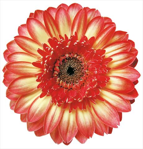 Foto fiore da  Reciso Gerbera jamesonii Marisol