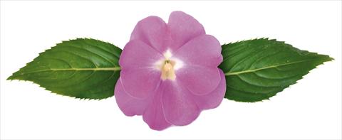 Foto fiore da  Vaso e aiola Impatiens N. Guinea Paradise® Moyo