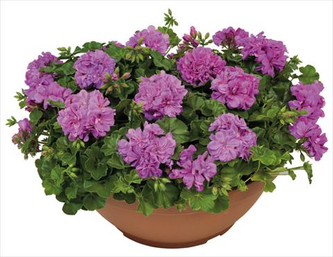 Foto fiore da  Vaso, balcone, basket Pelargonium peltatum Universe Ametista