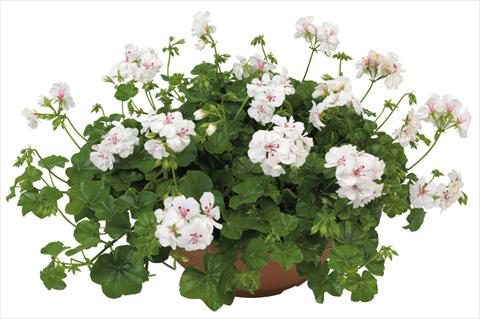 Foto fiore da  Vaso, balcone, basket Pelargonium peltatum Universe Haurea