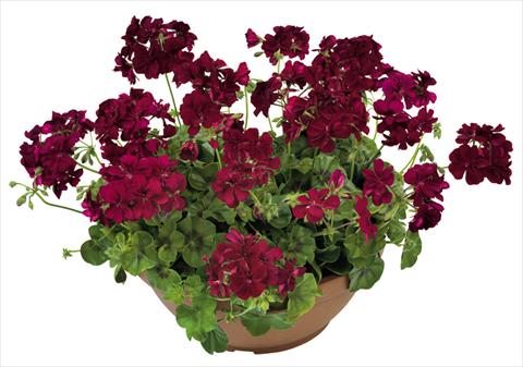 Foto fiore da  Vaso, balcone, basket Pelargonium peltatum Universe Keplero