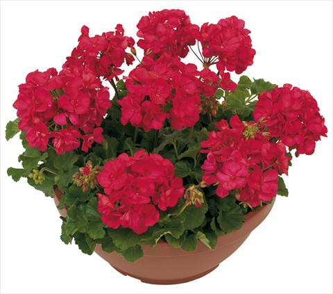 photo of flower to be used as: Patio, pot Pelargonium zonale Solar Dark Ulisse