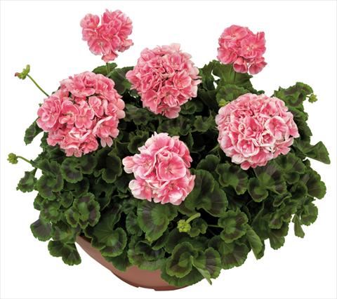 Foto fiore da  Balcone, vaso Pelargonium zonale Solar Light Briseide®