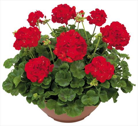 Foto fiore da  Balcone, vaso Pelargonium zonale Solar Light Gea®