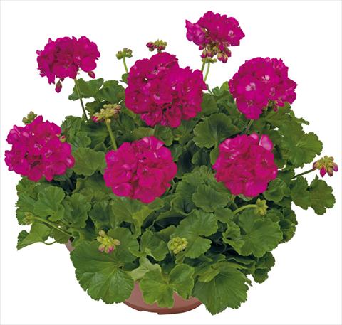 Foto fiore da  Balcone, vaso Pelargonium zonale Solar Light Menelao®