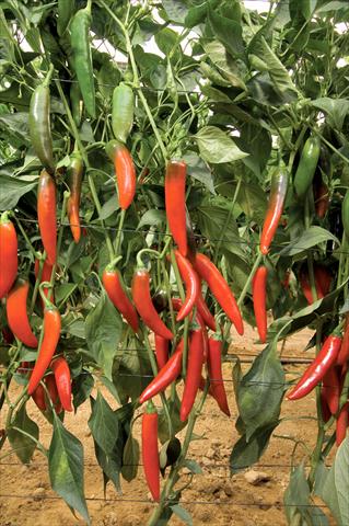 Foto fiore da  Vaso e aiola Capsicum annuum Big Devil