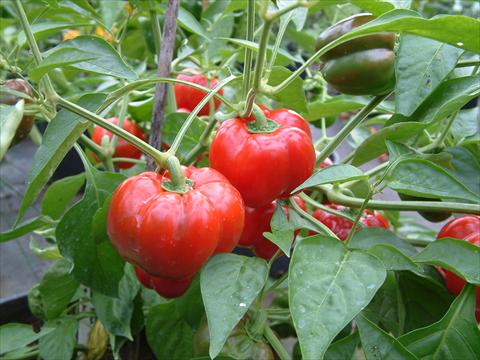 photo of flower to be used as: Pot and bedding Capsicum annuum Patio Sweet Red