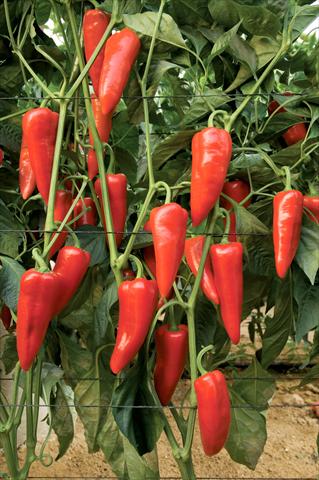 Foto fiore da  Vaso e aiola Capsicum annuum Sweet Cone