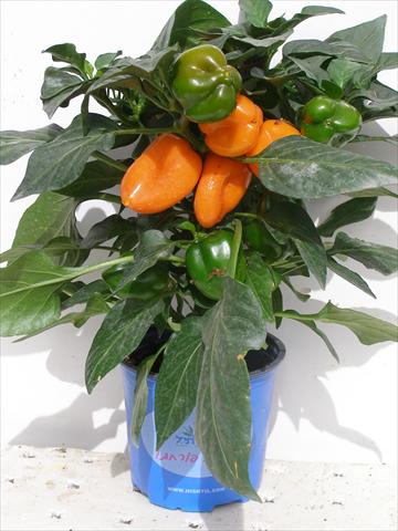 Foto fiore da  Vaso e aiola Capsicum annuum Hobby Tiny Bells Orange