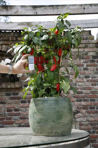 Foto fiore da  Vaso e aiola Capsicum annuum Hobby Tiny Bells Red