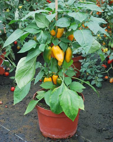 photo of flower to be used as: Pot and bedding Capsicum annuum Hobby Tiny Bells Yellow
