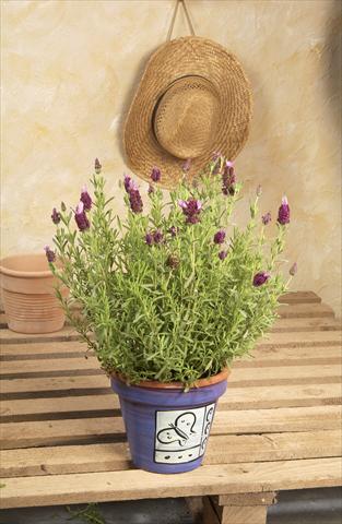 Foto fiore da  Vaso e aiola Lavandula stoechas Madrid™ Bella Pink