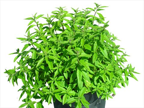 photo of flower to be used as: Pot and bedding Lippia citriodora Lippia citriodora