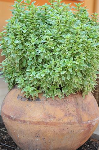 Foto fiore da  Vaso e aiola Ocimum basilicum Pesto Perpetuo