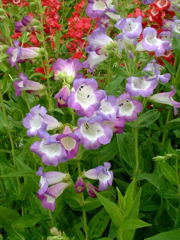 Foto fiore da  Vaso e aiola Penstemon Ice Cream™ Blueberry Fudge