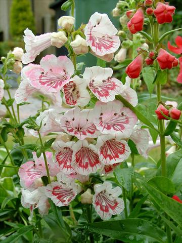 Foto fiore da  Vaso e aiola Penstemon Ice Cream™ Strawberry & Cream