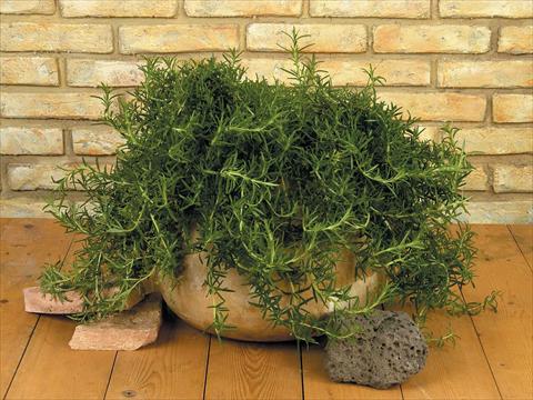 Foto fiore da  Vaso e aiola Rosmarinus officinalis Haifa