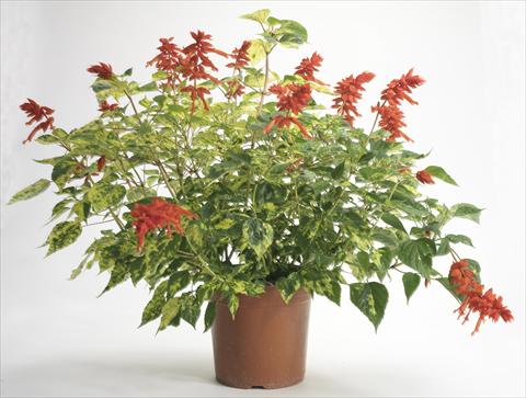 Foto fiore da  Vaso e aiola Salvia splendens Dancing Flame