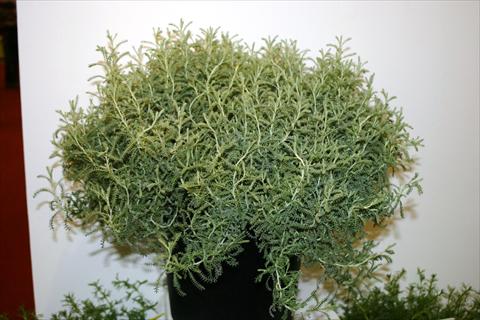 photo of flower to be used as: Pot and bedding Santolina chamaecyparissus Santolina chamaecyparissus