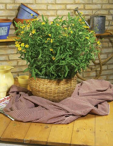 Foto fiore da  Vaso e aiola Tagetes lucida Four Seasons Tarragon