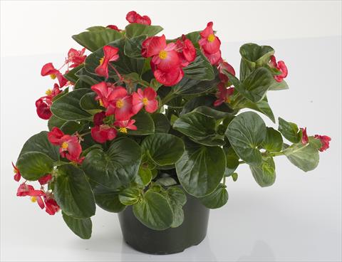 Foto fiore da  Vaso e aiola Begonia semperflorens Inferno Red