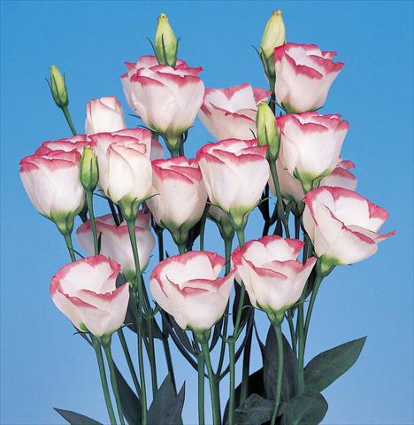 photo of flower to be used as: Cutflower Lisianthus F.1 Piccolo 1 Pink Rim