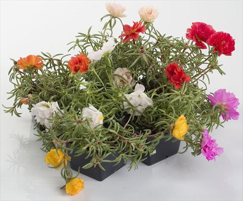 Foto fiore da  Vaso e aiola Portulaca Sunseeker Mix