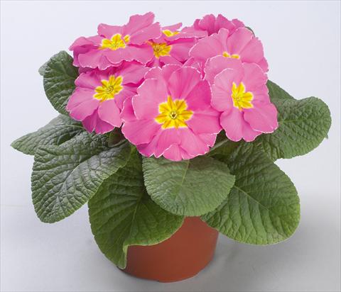 Foto fiore da  Vaso e aiola Primula acaulis Danova Pink Improved