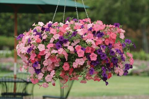 Foto fiore da  Basket vaso o aiuola Petunia x hybrida Easy Wave Beachcomber Mix