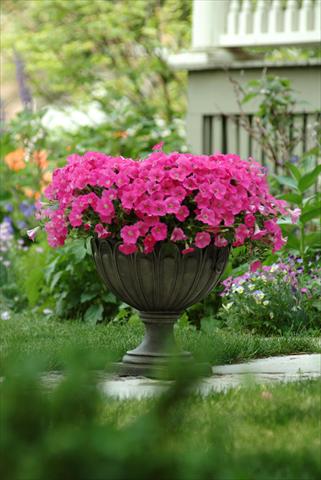 photo of flower to be used as: Bedding pot or basket Petunia x hybrida Shock Wave Rose