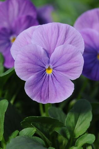 Foto fiore da  Vaso e aiola Viola cornuta Sorbet™ Lavender Vein XP