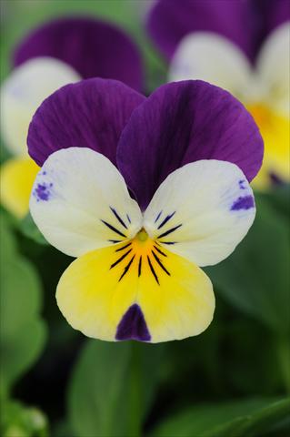 Foto fiore da  Vaso e aiola Viola cornuta Sorbet™ Lemon Royal XP