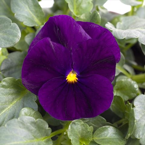 Foto fiore da  Vaso e aiola Viola cornuta Sorbet™ Purple XP