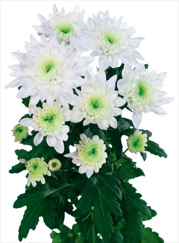 Foto fiore da  Reciso Chrysanthemum Arctic Queen