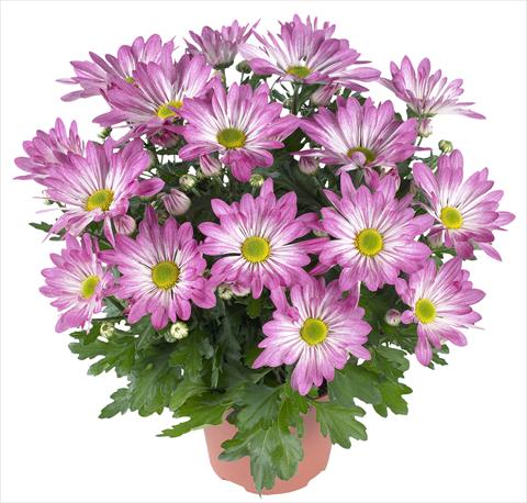 Foto fiore da  Vaso e aiola Chrysanthemum Rainbow Rosy