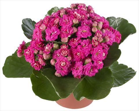 Foto fiore da  Vaso e aiola Kalanchoe Calandiva® Foster